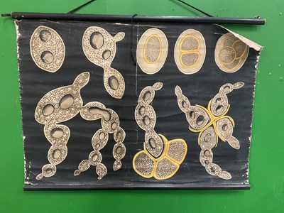 Lot 577 - A large collection of German educational posters on anatomy and biology