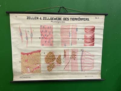 Lot 577 - A large collection of German educational posters on anatomy and biology