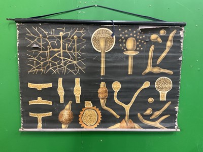 Lot 577 - A large collection of German educational posters on anatomy and biology