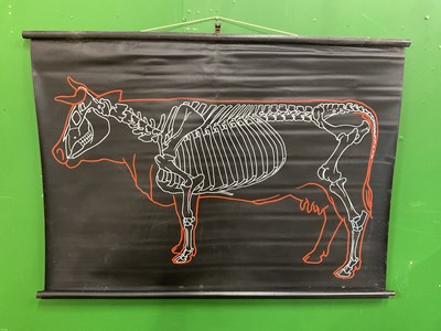 Lot 577 - A large collection of German educational posters on anatomy and biology