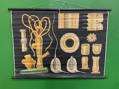 Lot 577 - A large collection of German educational posters on anatomy and biology