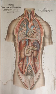 Lot 243 - A collection of 12 German anatomical posters