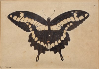 Lot 75 - Juillet Sculp Butterflies, hand coloured...