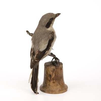 Lot 89 - An antique taxidermic Shrike mounted on an elm...