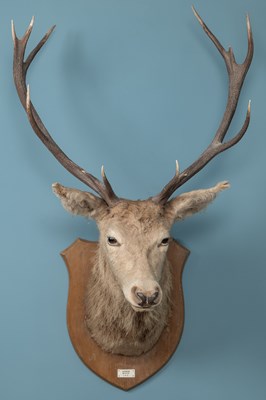 Lot 687 - A ten-point highland stag's head preserved by John McPherson