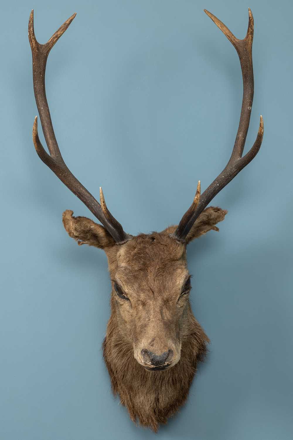 Lot 401 - A taxidermy stag head