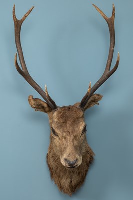 Lot 401 - A taxidermy stag head