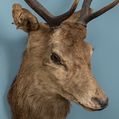 Lot 401 - A taxidermy stag head