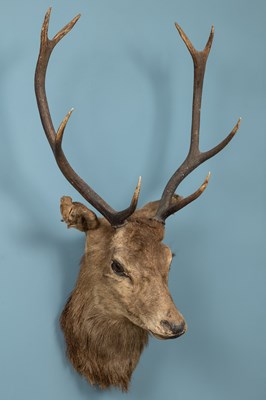 Lot 401 - A taxidermy stag head