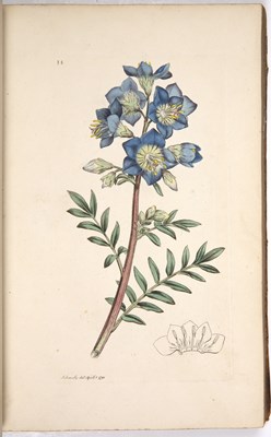 Lot 442 - Sowerby (James). English Botany or Coloured...