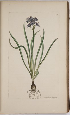 Lot 442 - Sowerby (James). English Botany or Coloured...