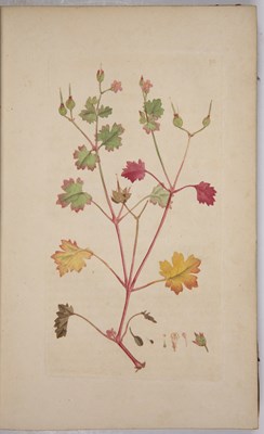 Lot 442 - Sowerby (James). English Botany or Coloured...