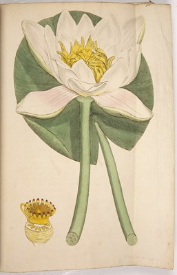 Lot 442 - Sowerby (James). English Botany or Coloured...