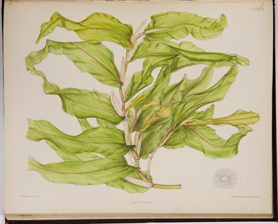 Lot 387 - Fryer (Alfred) and Bennett (Arthur). 'The...