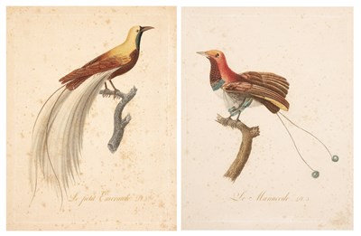 Lot 422 - Audebert (J.B.) Two ornithological coloured...