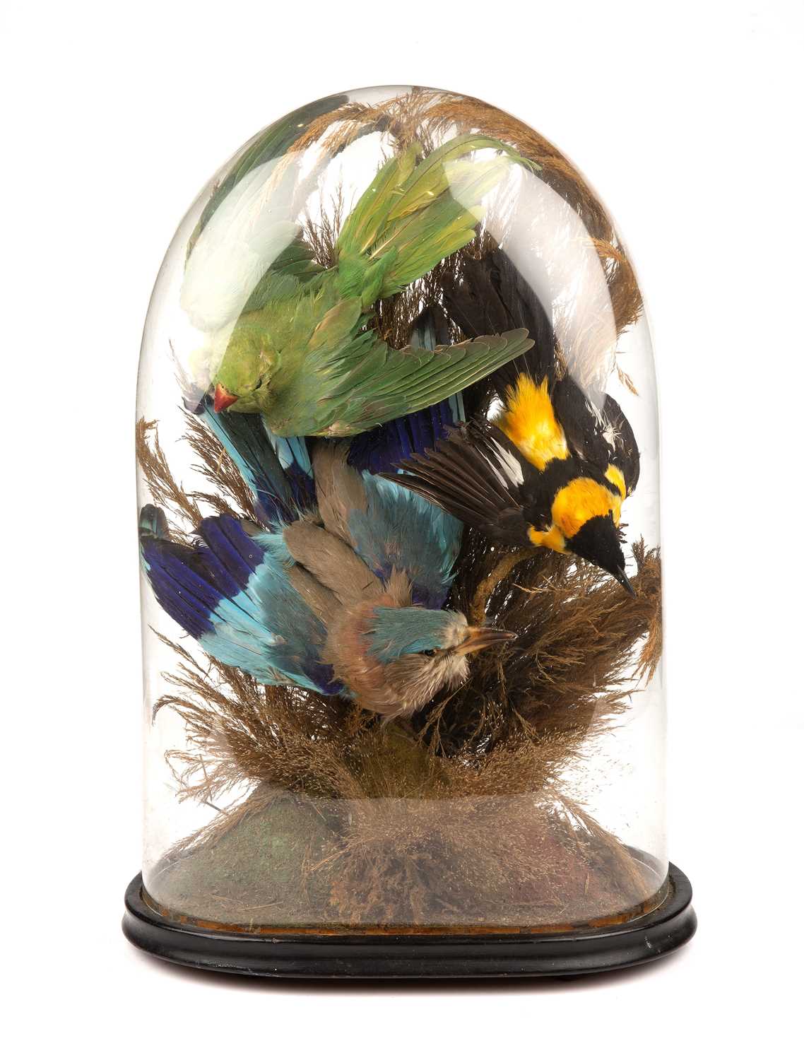 Lot 257 - A 19th century taxidermy group of exotic birds...