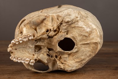 Lot 165 - An anatomical human skull