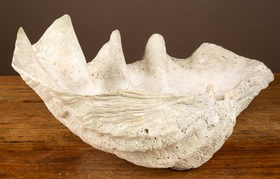 Lot 343 - A giant clam half-shell