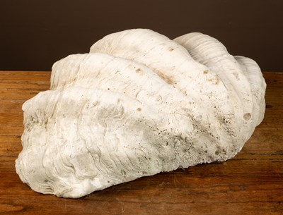 Lot 343 - A giant clam half-shell