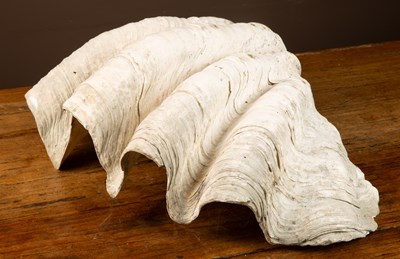 Lot 343 - A giant clam half-shell