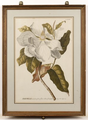 Lot 8 - Tessard Magnolia Glauca, hand-coloured...