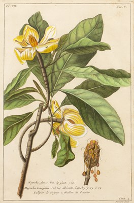 Lot 8 - Tessard Magnolia Glauca, hand-coloured...