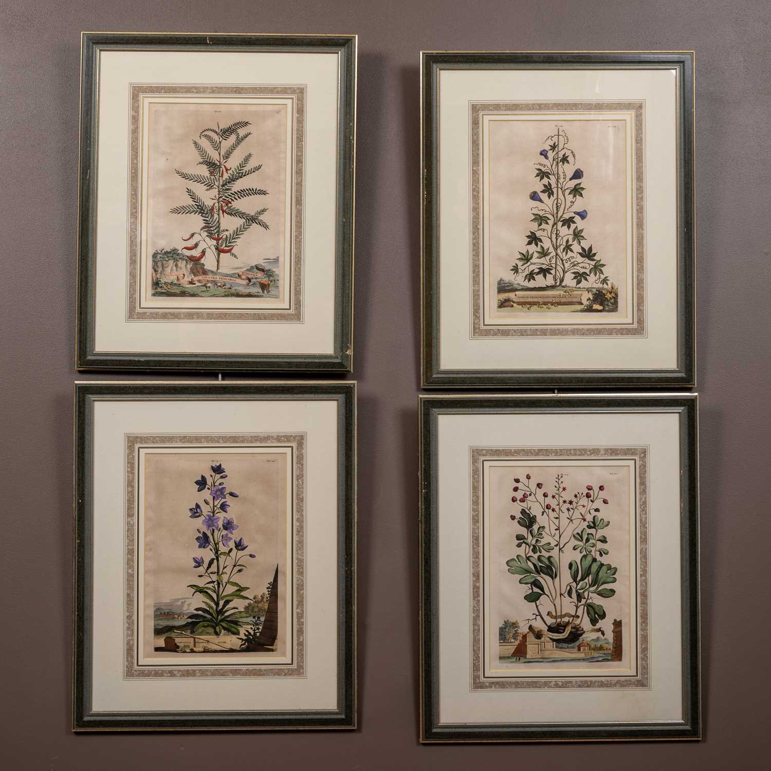 Lot 150 - Abraham Munting (Dutch 1626-1683), a set of four hand coloured copper engravings