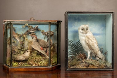 Lot 144 - A cased taxidermic barn owl