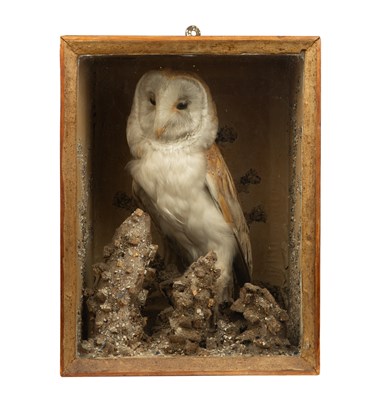 Lot 1097 - A cased taxidermy barn owl