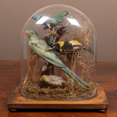 Lot 70 - An antique case of exotic taxidermy birds