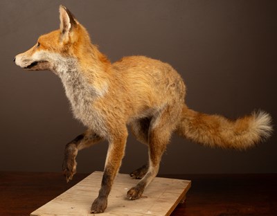 Lot 57 - A taxidermy fox