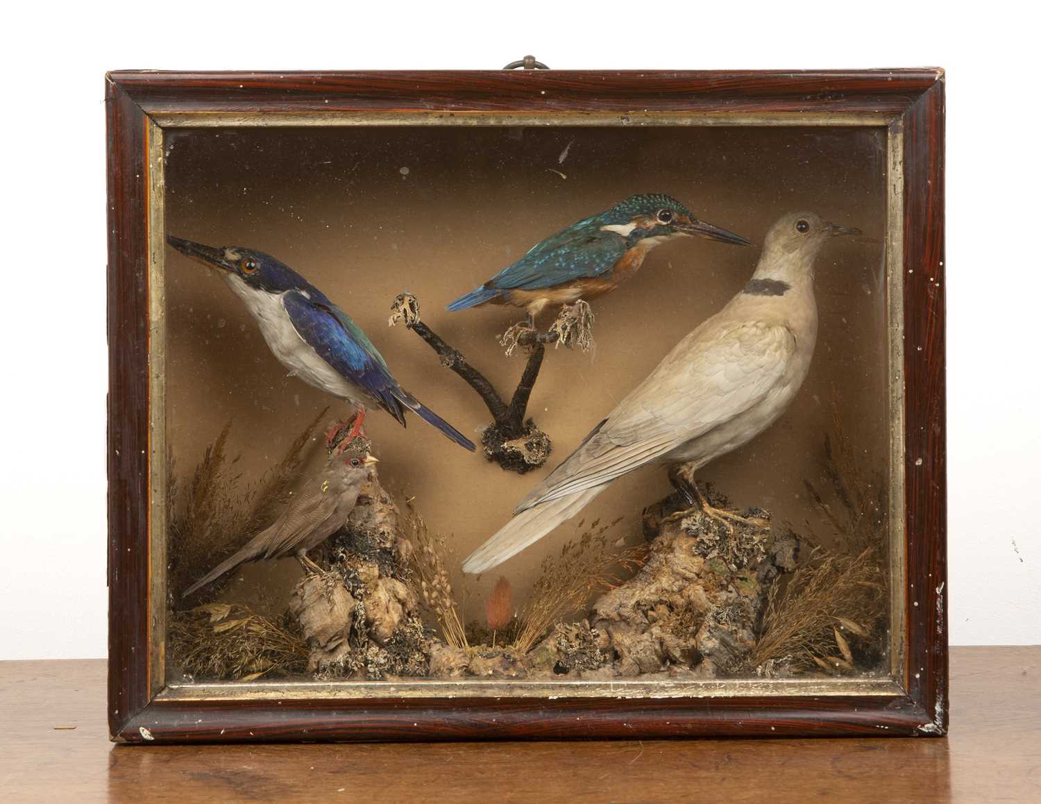 Lot 75 - Taxidermy bird case 19th Century, with paper...