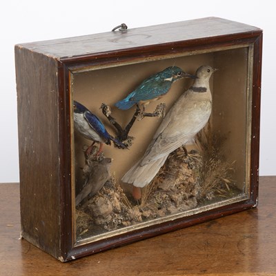 Lot 75 - Taxidermy bird case 19th Century, with paper...