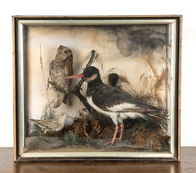 Lot 241 - Cased taxidermy including an oyster catcher,...