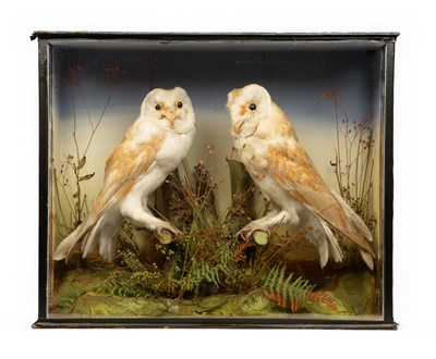 Lot 1025 - A cased pair of taxidermy barn owls