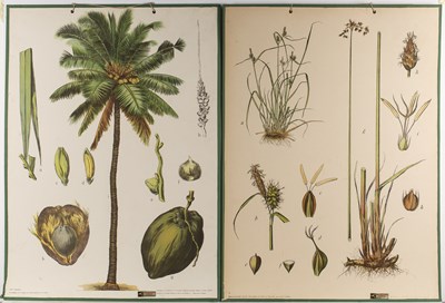 Lot 133 - Collection of posters for natural history...