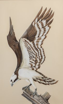 Lot 113 - Art Lamay, 20th century American School, An osprey on perched on a stump
