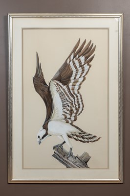 Lot 113 - Art Lamay, 20th century American School, An osprey on perched on a stump