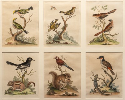 Lot 515 - George Edwards (British 1694-1773), a collection of six hand-coloured etchings of birds