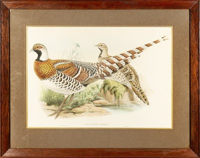 Lot 201 - After John Gould (1804-1881) Calcophasis and...