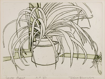 Lot 48 - John Brunsdon (1933-2014) Spider plants,...
