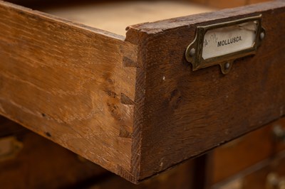 Lot 498 - An oak fossil specimen cabinet