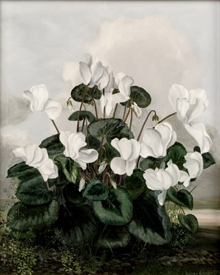 Lot 192 - Audrey Johnson (1919-2005) Cyclamen, 1985...