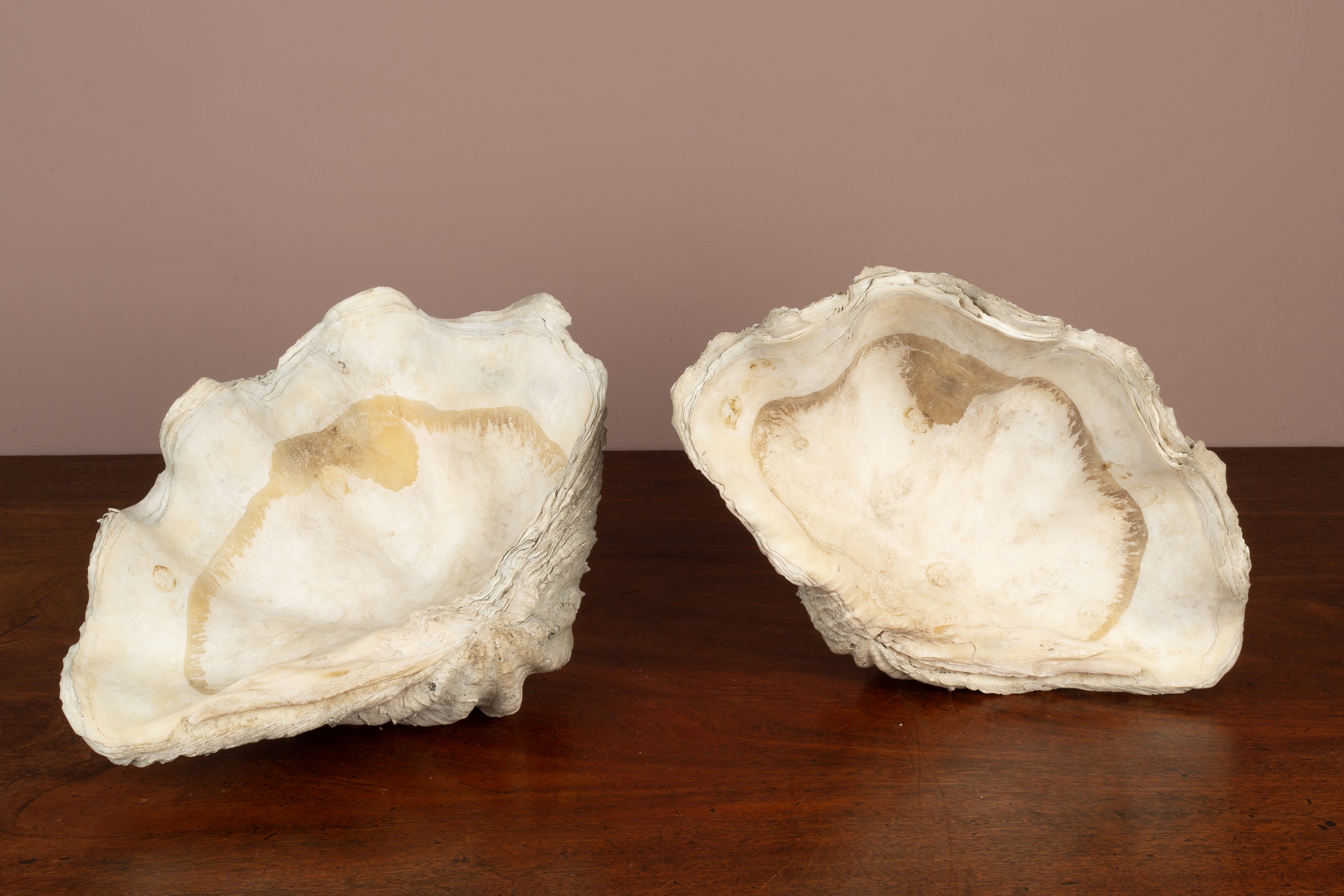 Clam Shell Window Lot 459 - Two half clam shells