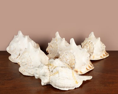 Lot 1107 - A collection of six sea shells