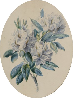 Lot 162 - Victorian School watercolour of white flowers,...