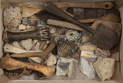 Lot 394 - Collection of nature findings to include bones,...