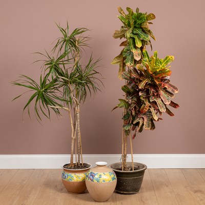 Lot 1318 - Two house plants together with a matching jar