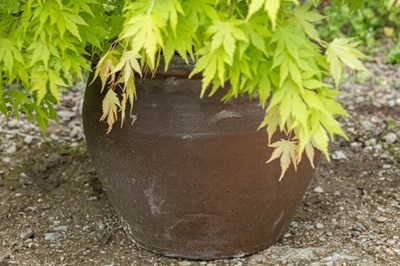 Lot 1325 - An Acer in a modern planter