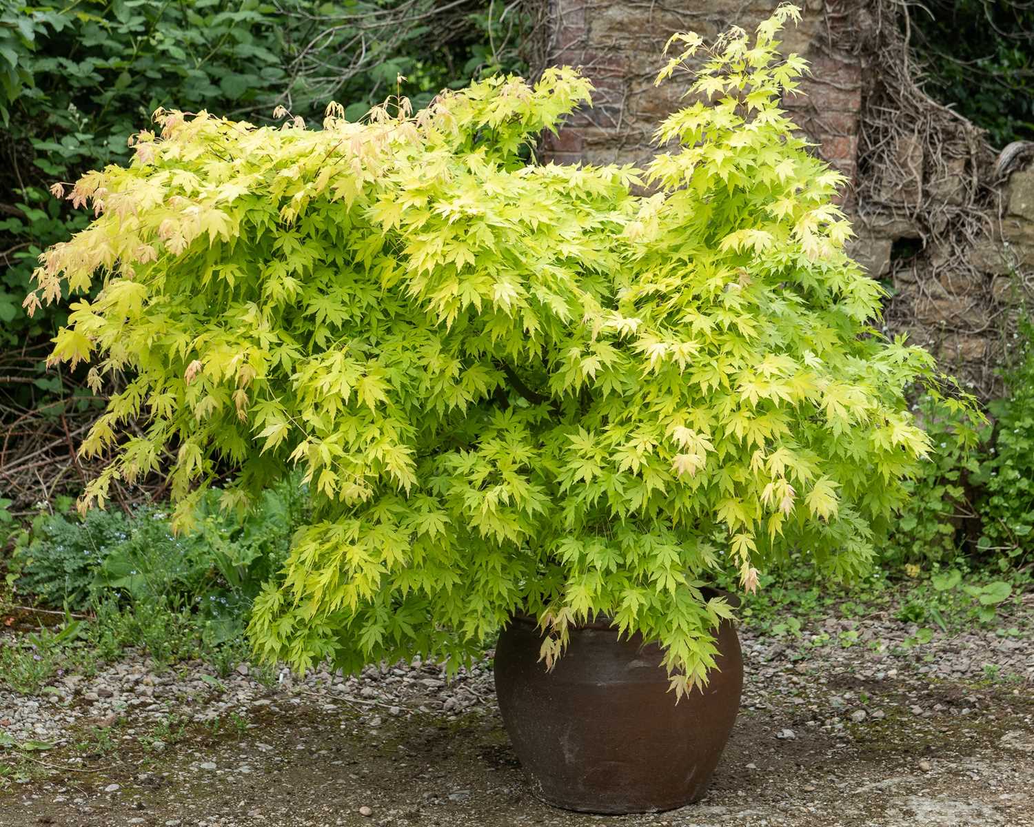 Lot 1325 - An Acer in a modern planter